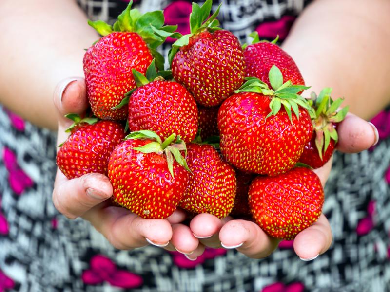 Oatmeal and Strawberries Freeze Dried Breakfast Kit - 12lbs